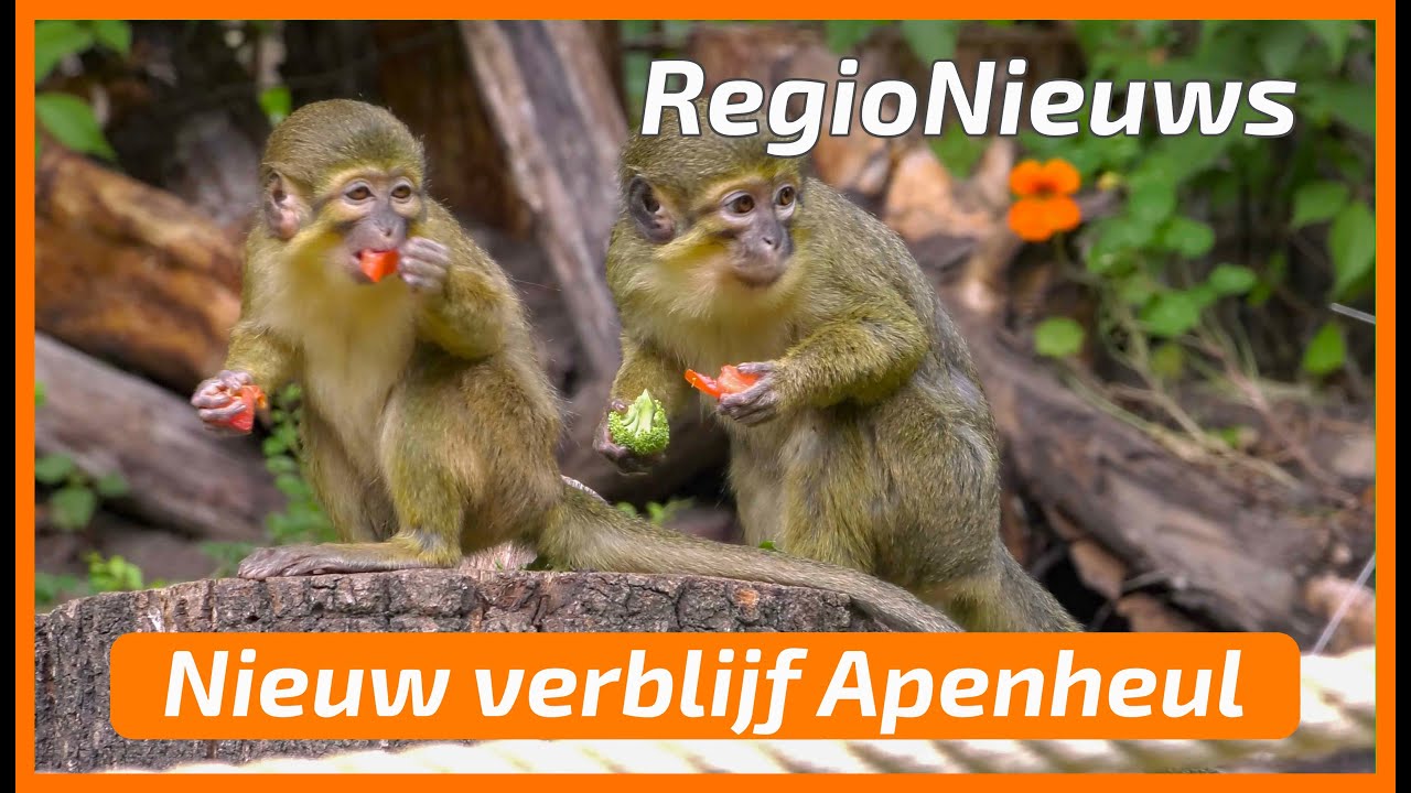 Nieuw verblijf Apenheul
