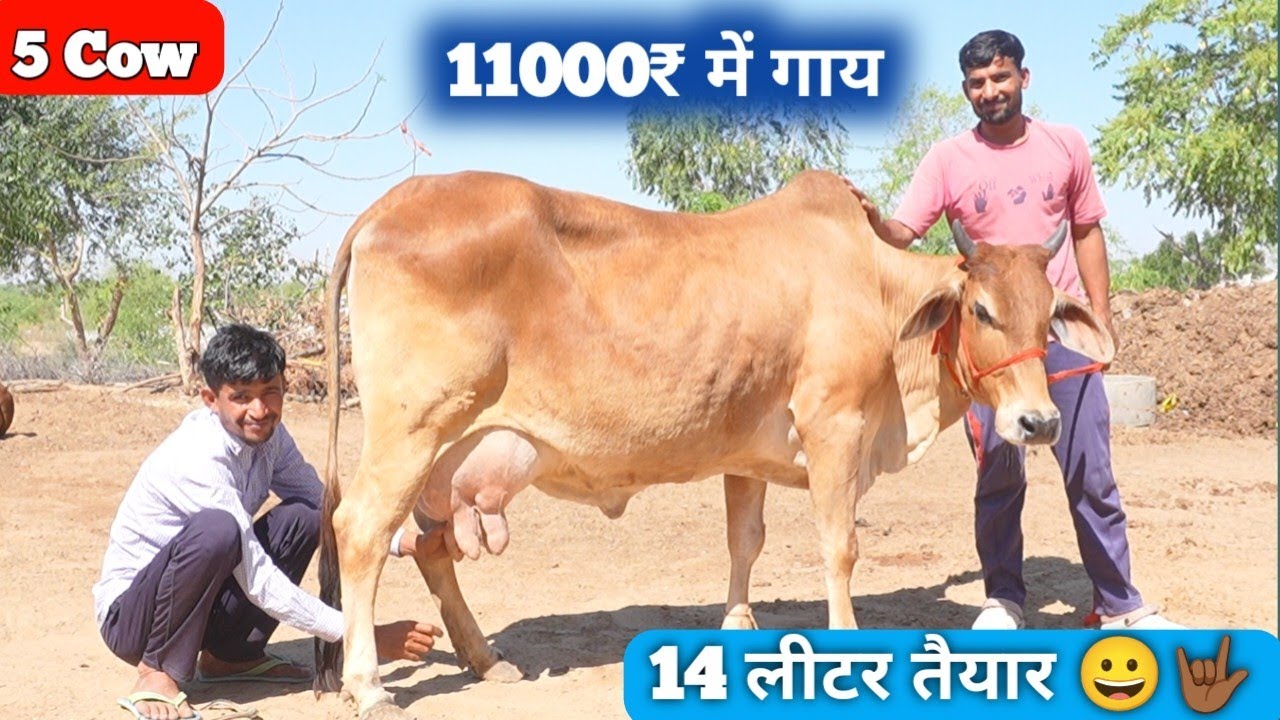 हेतराम सहारण की गाय Cash on Delivery 🚚 Sahiwal Rathi Tharparkar Cow 👉🏾 Cow Dairy Farm Talk #sahiwal 