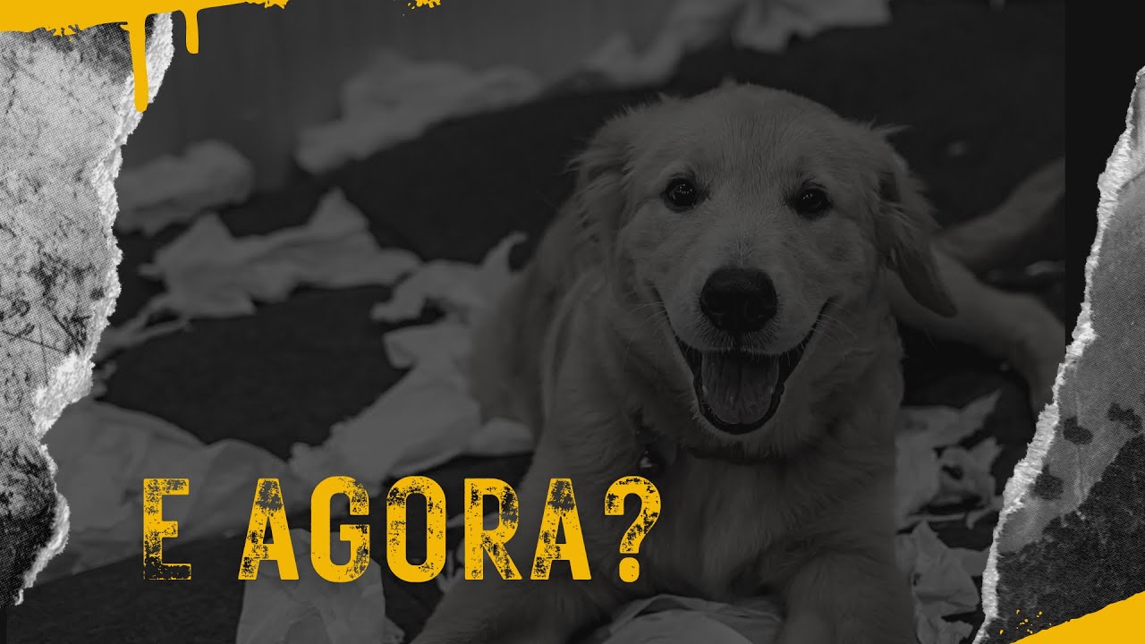 VOCÊ está PREPARADO para ter um cão?