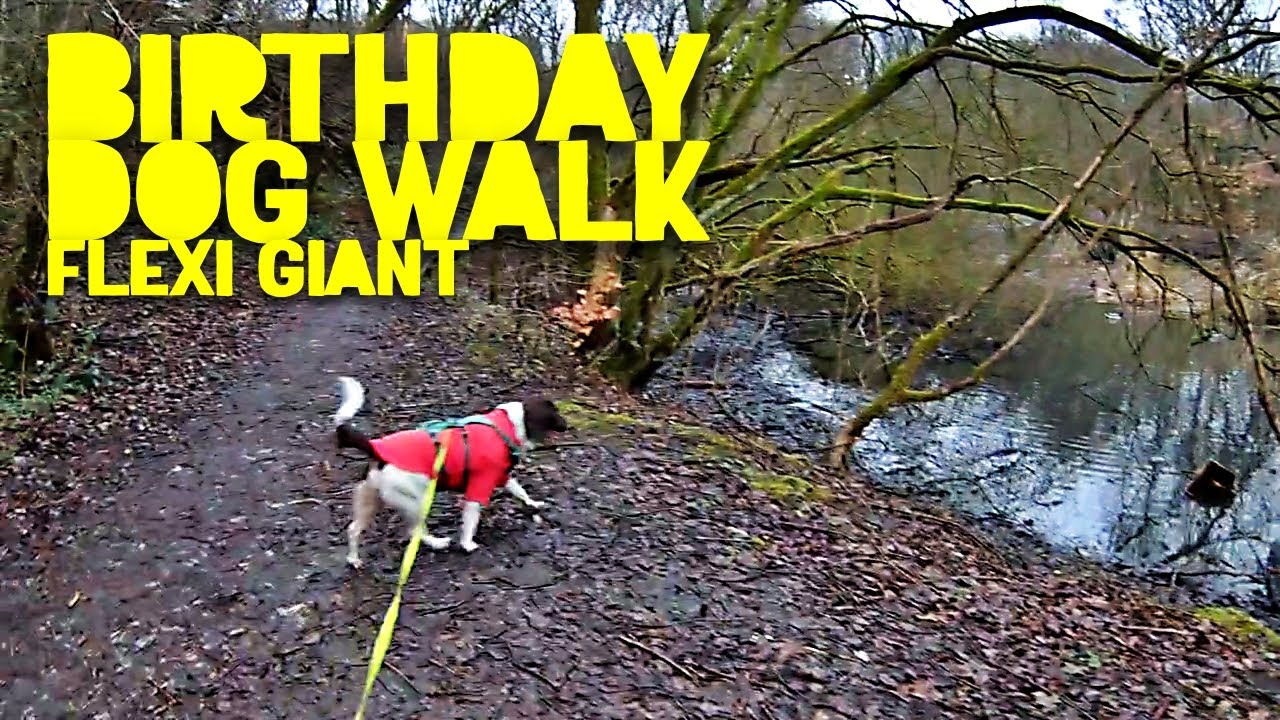 My 52nd Birthday Dog Walk / Boarshaw Clough Jan Winter 2026 / FLEXI GIANT English Springer Spaniel