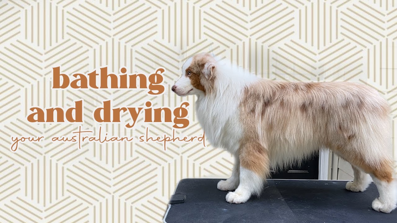 Bathing and drying your Australian Shepherd | Flambo the dog