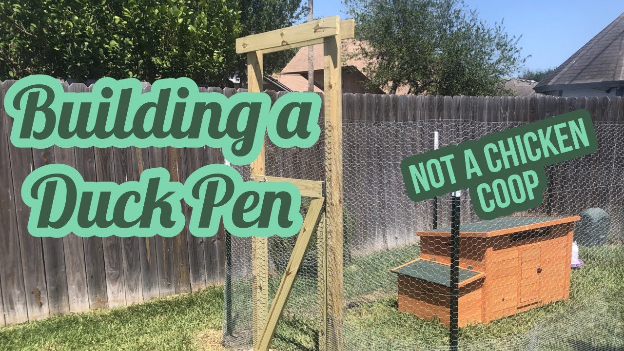 Building a Duck Pen