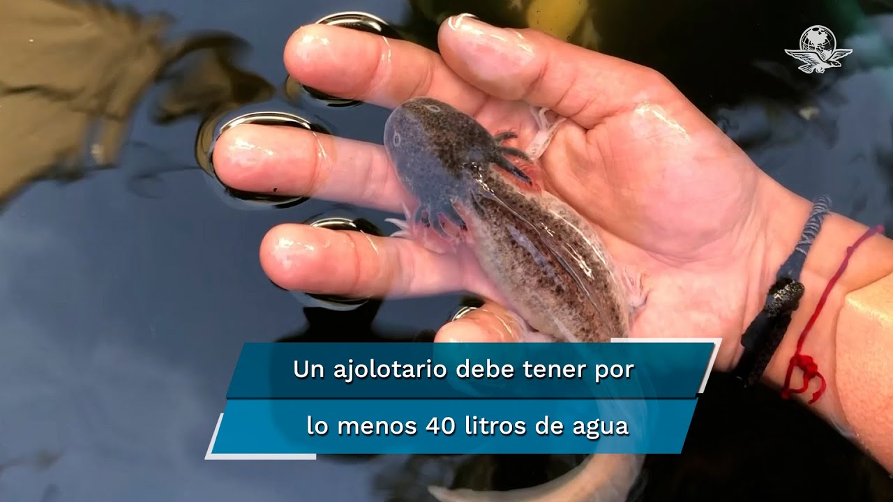 Aprende a cuidar ajolotes