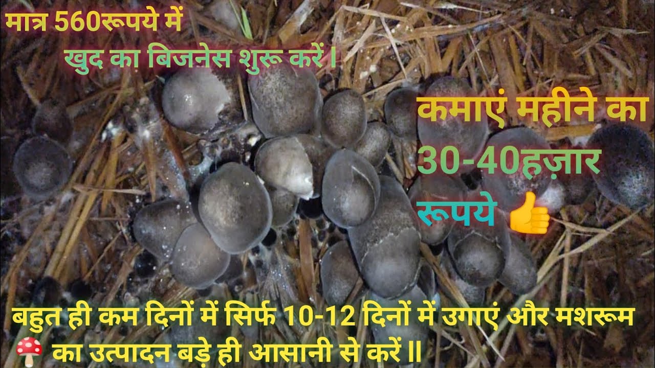 पैरा मशरूम🍄की खेती कैसे करें? पैरा पुटू🍄की खेती कैसे करें l paira mushroom🍄kheti kaise karte hai 🥰🥰🥰
