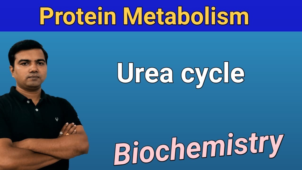 Urea Cycle (Protein metabolism)