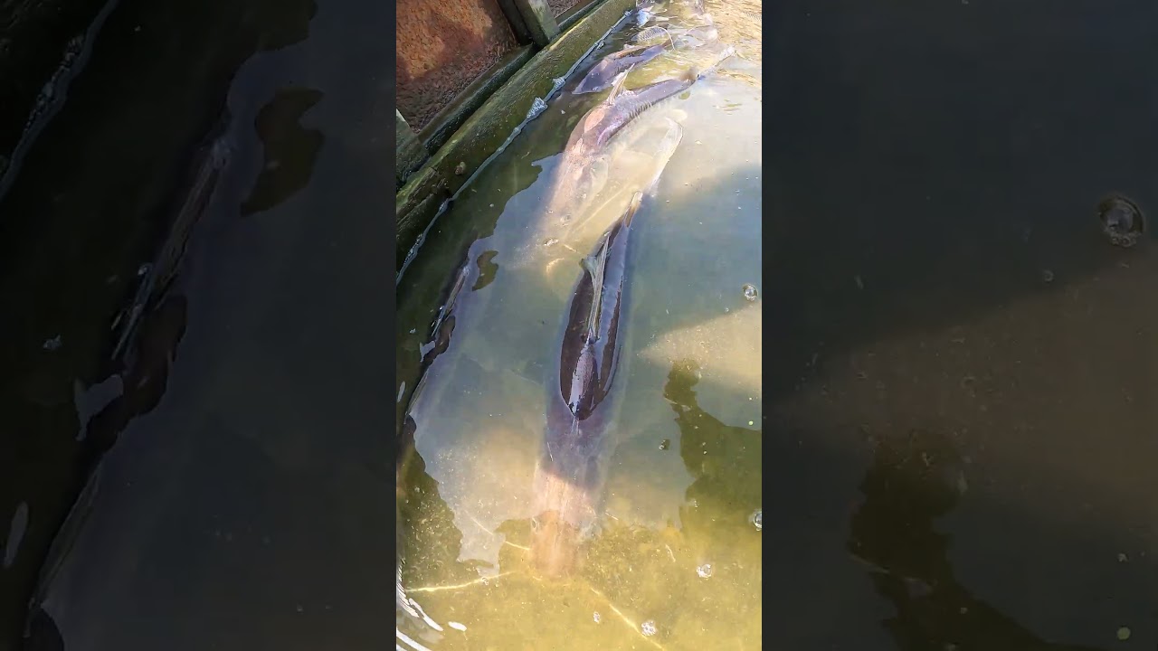 Catching Giant River Catfish: Traditional Boat Fishing! #fishing #fish #bigfish