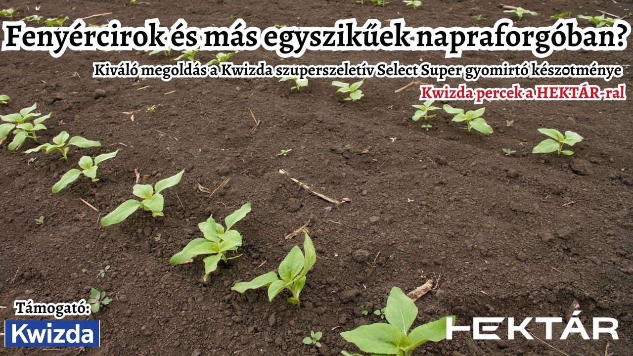 Fenyércirok és más egyszikűek a napraforgóban? Szuperszelektív megoldás a Kwizdától - a virágzásig