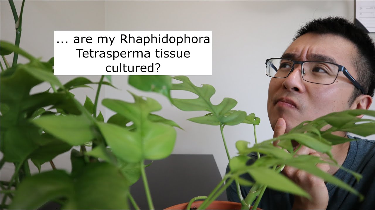 Rhaphidophora Tetrasperma  - Tissue Culture (TC) vs Non-TC?
