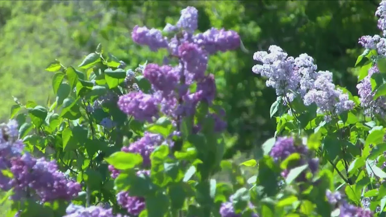 Rochester Lilac Festival: What to expect on Day 4