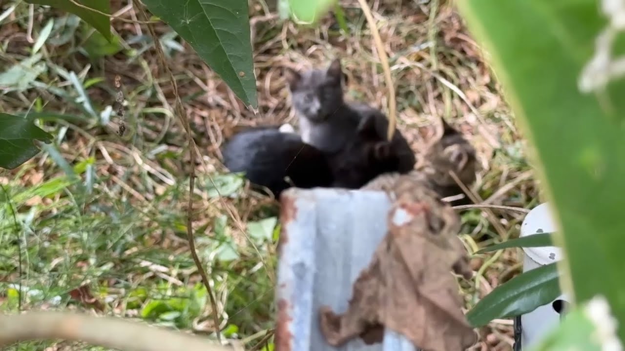 大きくなれないと言われた子猫たちが、家に慣れるまで
