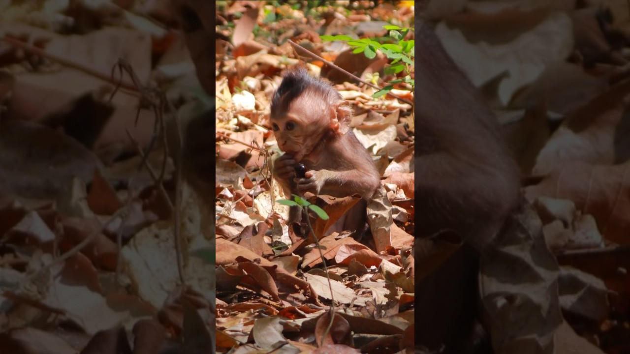 Lovely How Baby Sterling Learn to Foraging