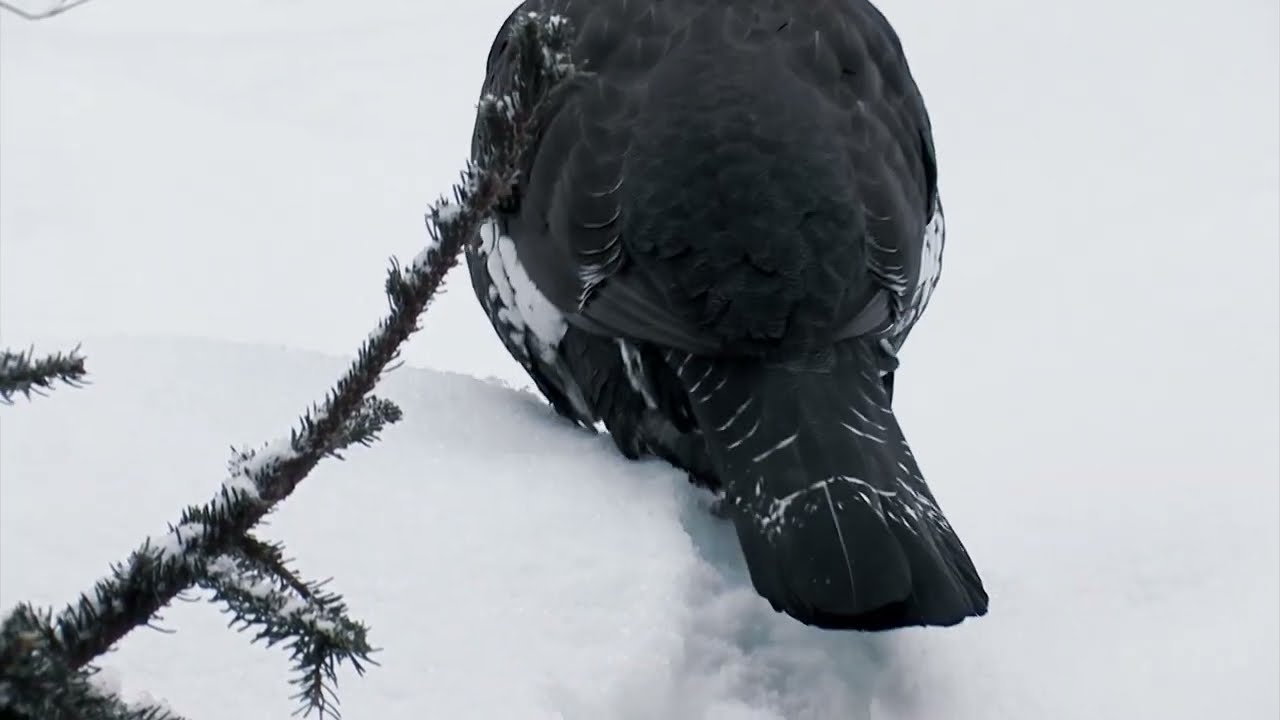 Prales Pilsko - PRALESY SLOVENSKA (E06)