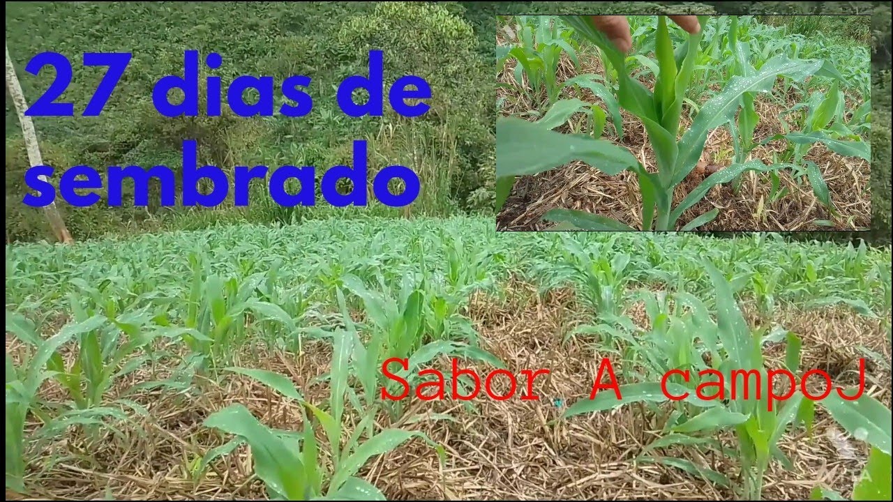cultivo de maíz criollo en siembra directa o labranza cero: 27 días/ corn crop/克里奧爾人的玉米