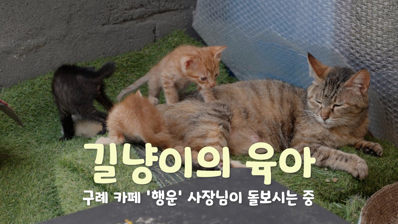 길냥이의 육아. 고양이 가족