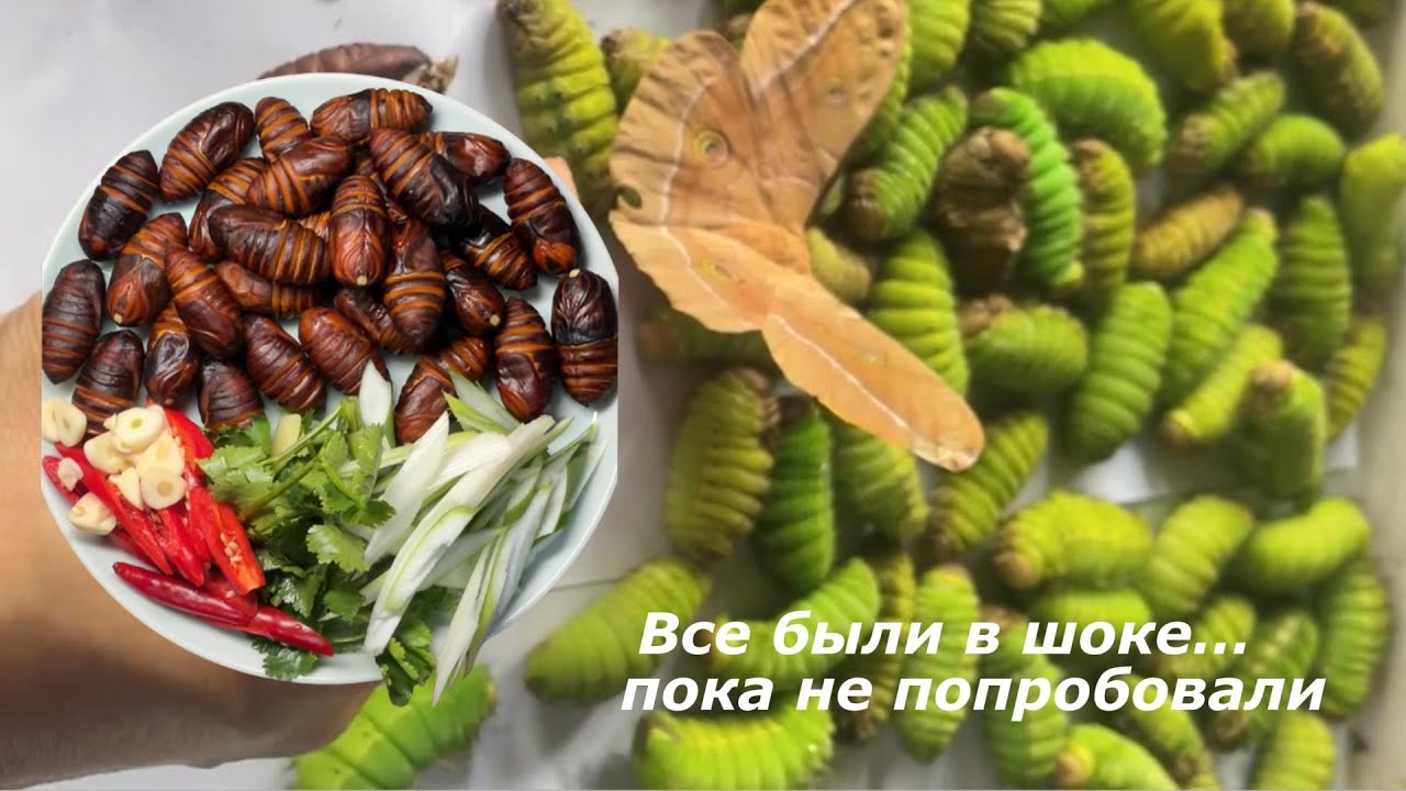 Я приготовил куколок шелкопряда дома — это не так страшно, как кажется?