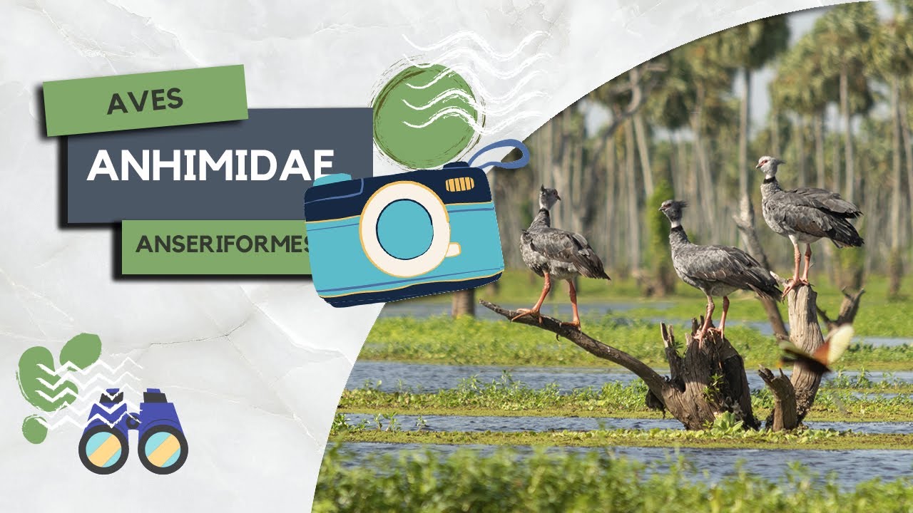 Un grupo de aves neotropicales muy primitivo &ndash; Los anh&iacute;midos (Anhimidae, Anseriformes)-FAUNADEX #24