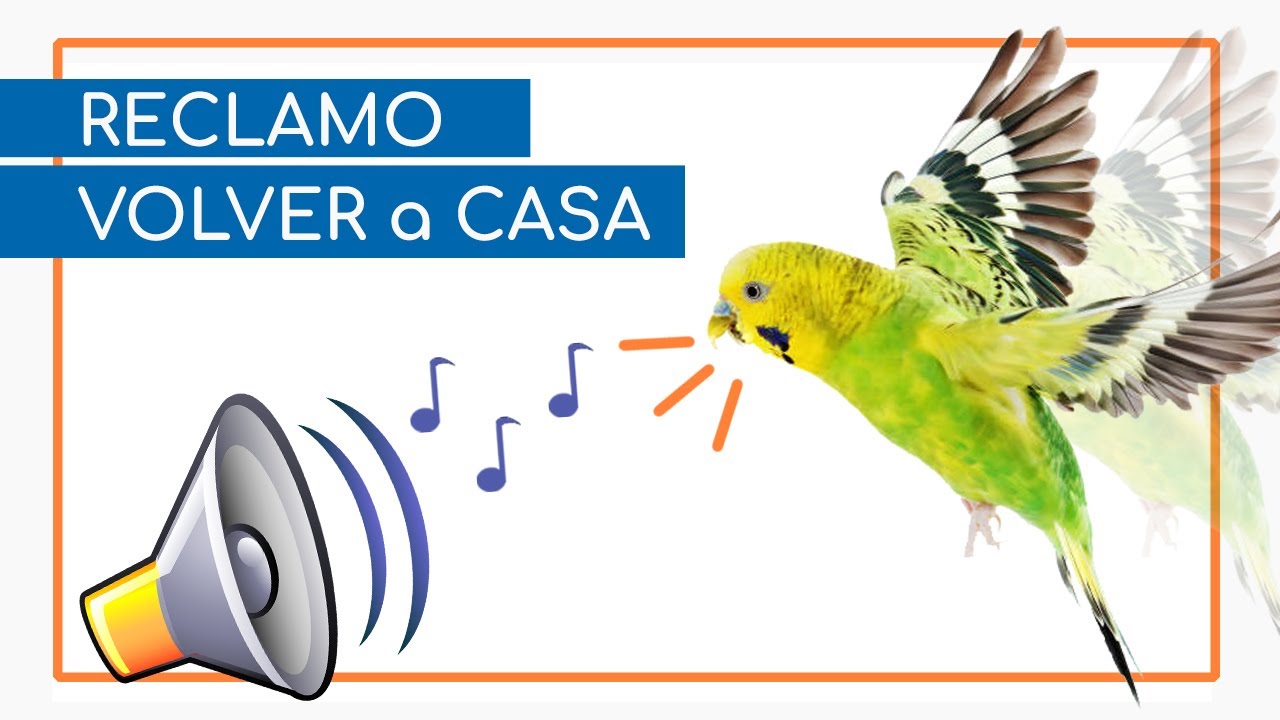 🎶 CANTO de PERIQUITOS 🎶 ~ RECLAMO para ENCONTRAR periquitos PERDIDOS 🏠🦜🍀
