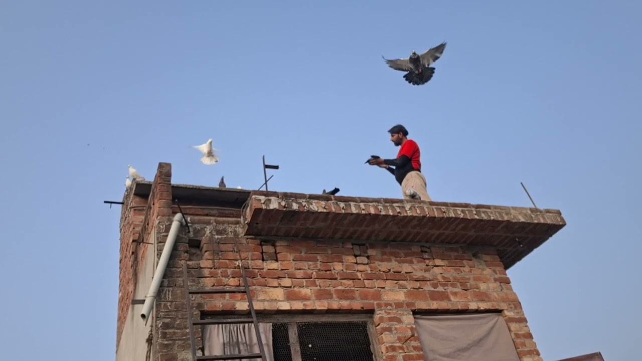 #♥️🕊🕊♥️🕊🕊♥️kabutar #pigeon #pigeons #birds #kabootar #pigeonpose #pigeonlove #kabutarbazi #bird