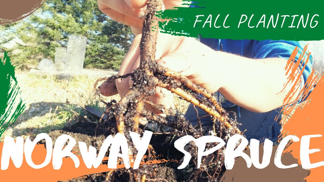 How I Plant Bare Root Trees (Fall Planting - Zone 5)