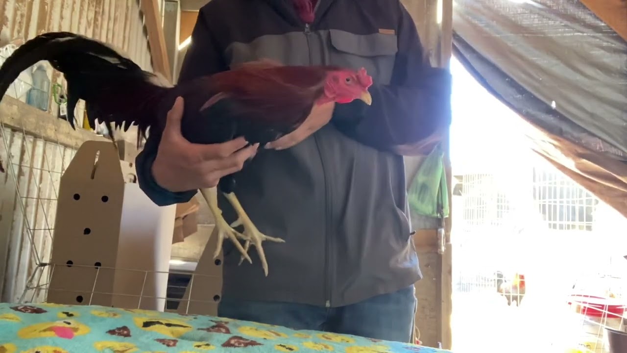 Cuida de 15 días en los gallos 🐓 🐔🐔(esto es  lo que ago)