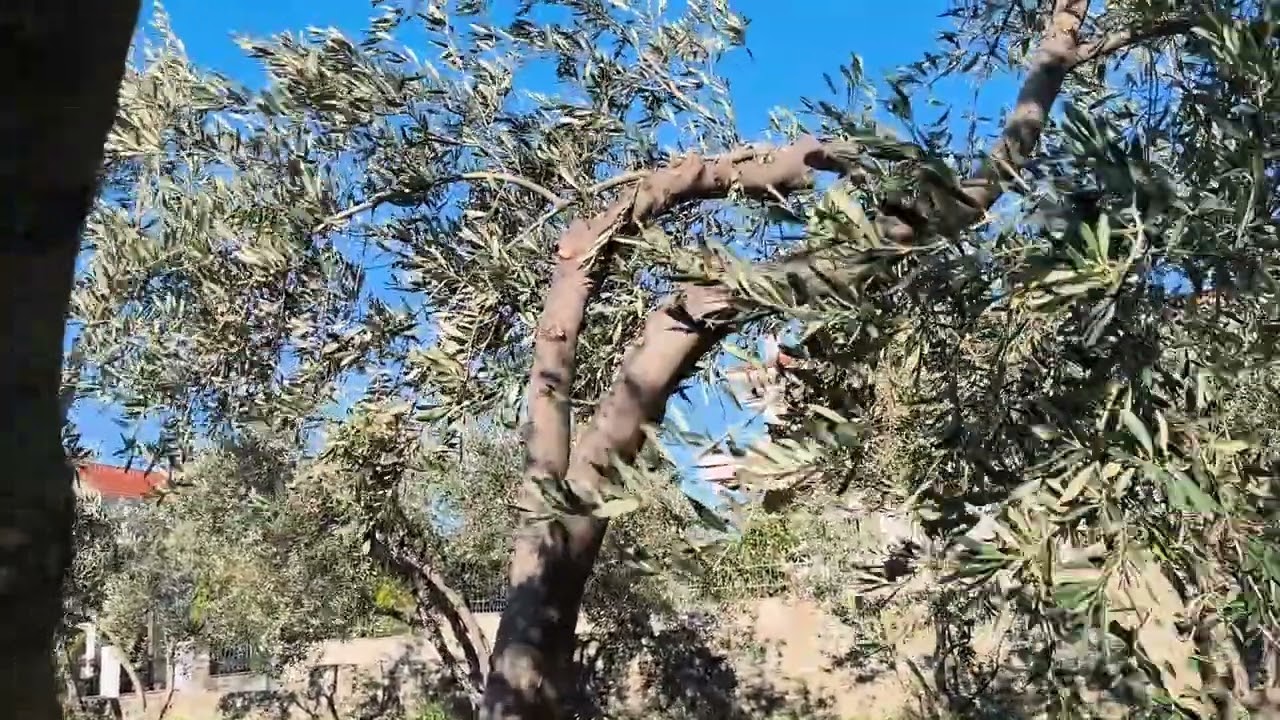 Η ΣΦΑΓΉ ΤΩΝ ΕΛΑΙΏΝ....