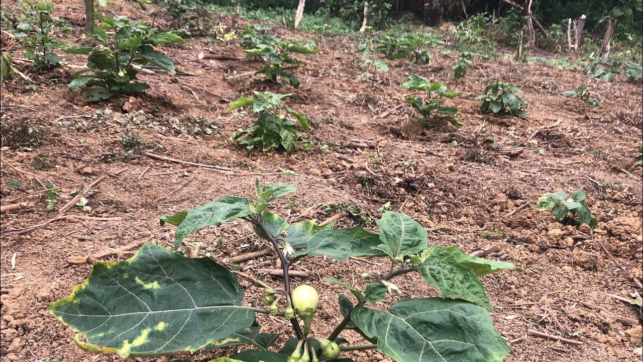 La culture de l’aubergine permet de gagner beaucoup d’argent