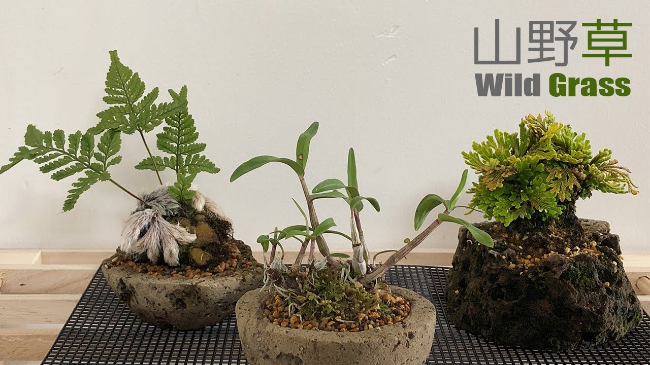 山野草を軽石鉢に植替える.。／Replant wild grass into pumice pots.