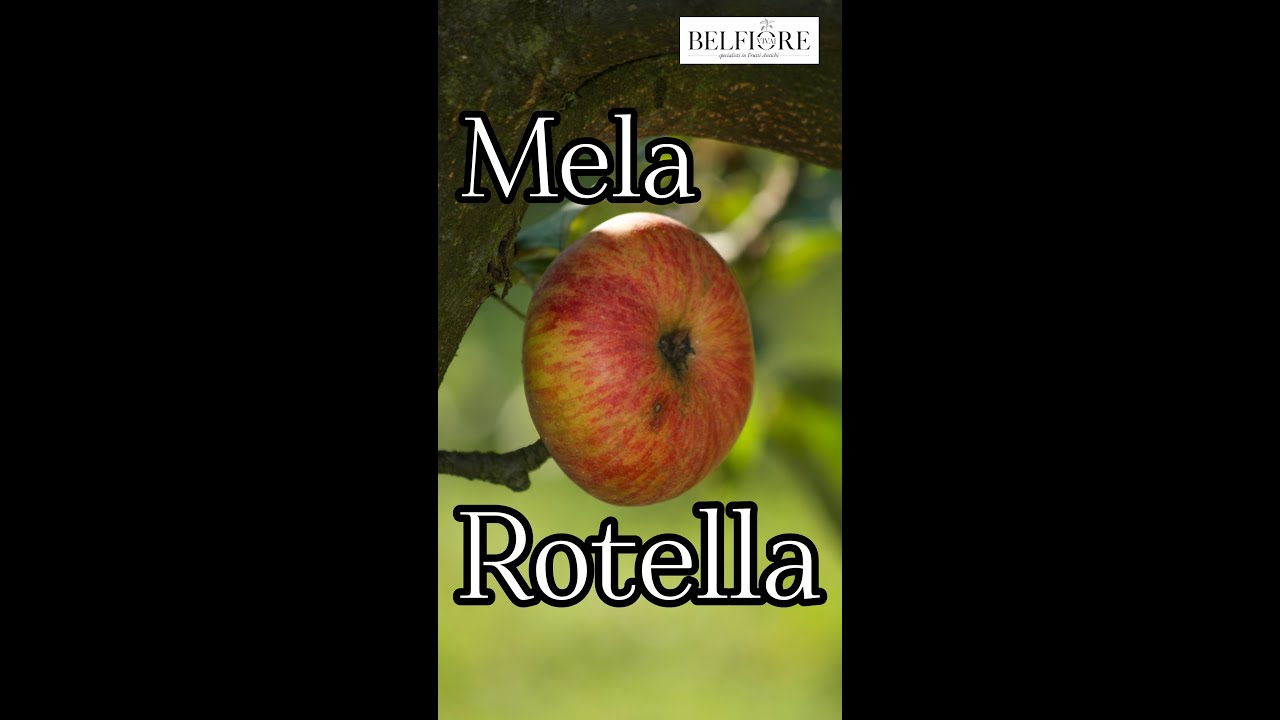🍎La mela Rotella, perla della Lunigiana!
