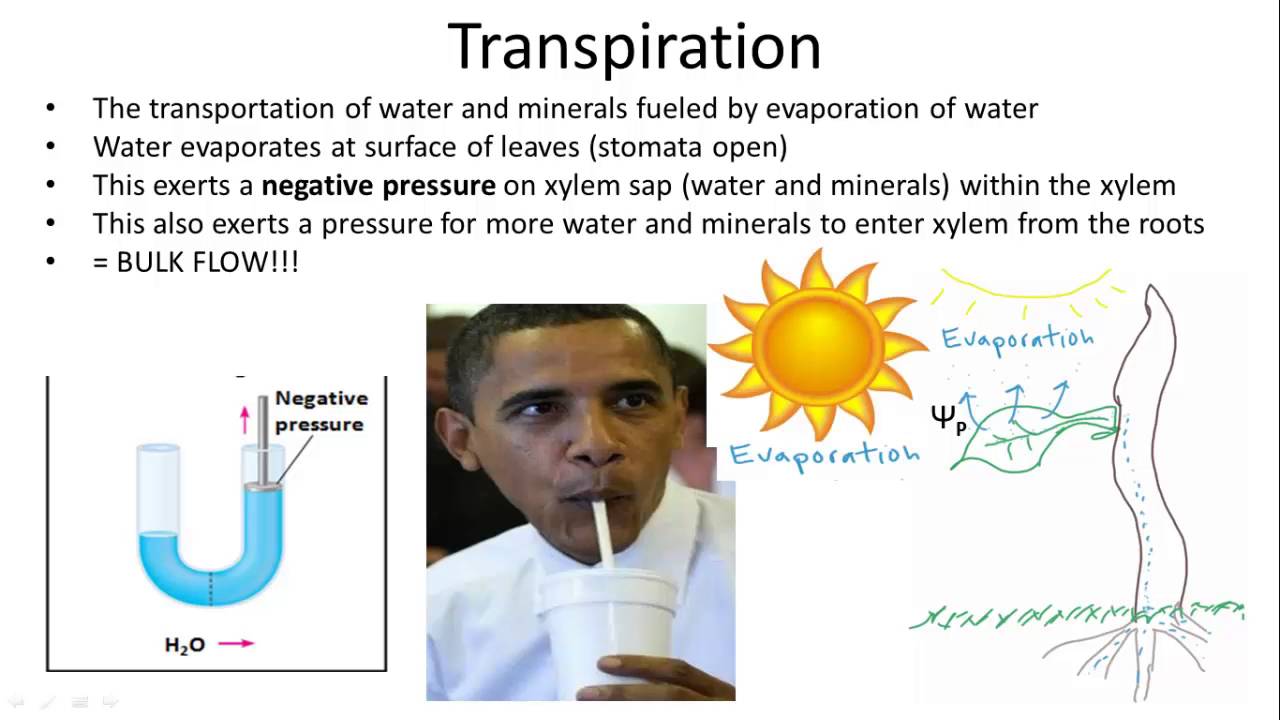 Water Relations