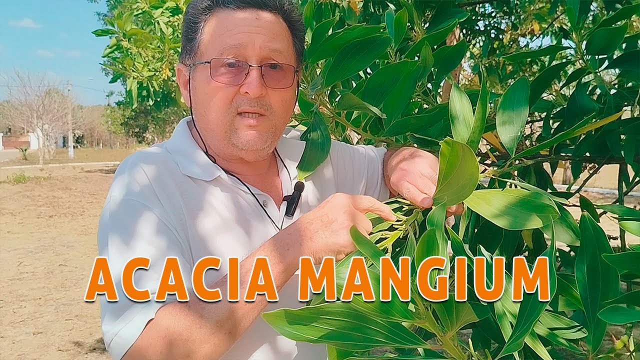 Acacia Mangium - Escola Agrícola, Granja-CE