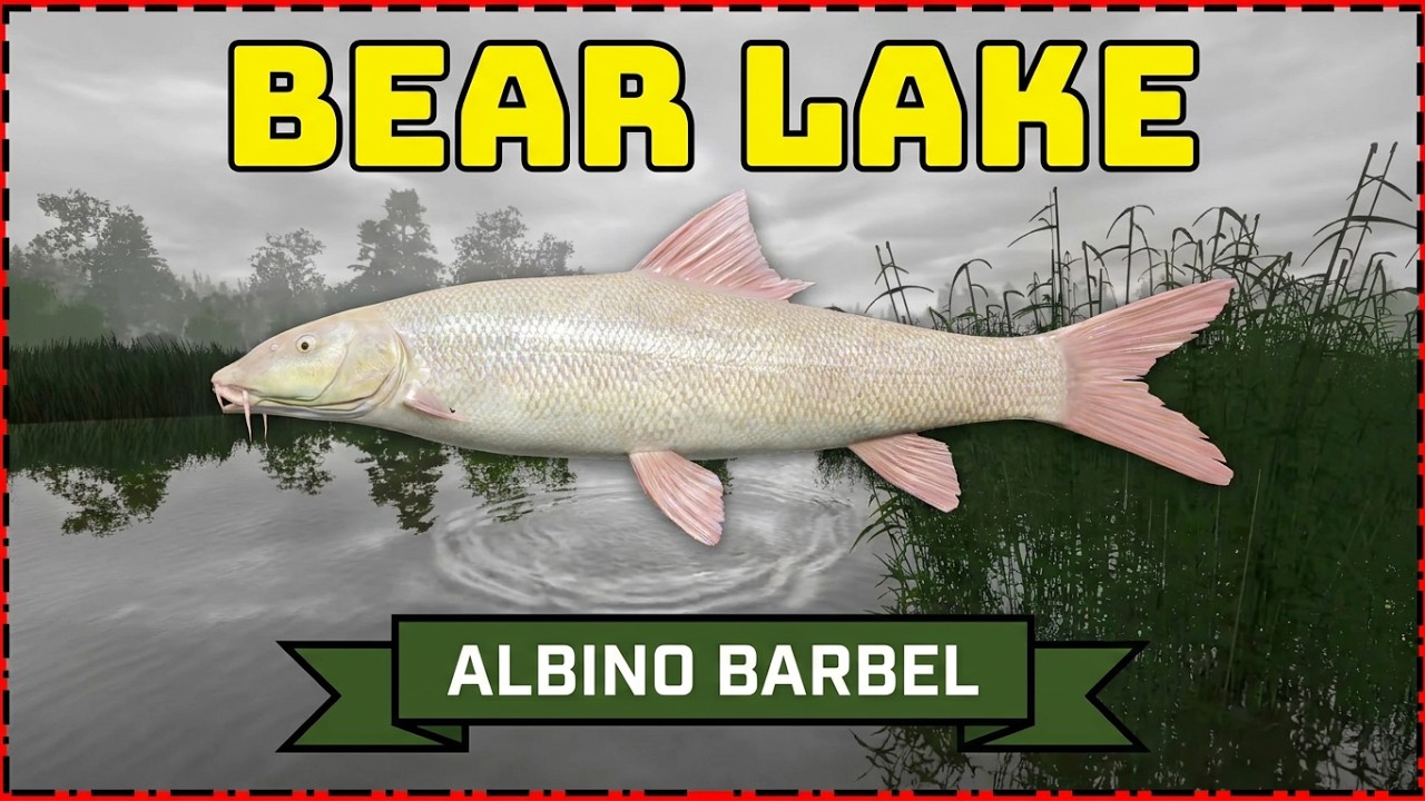Albino Barbel & Barbel  + Carp  Bear lake (161)  Russian Fishing 4