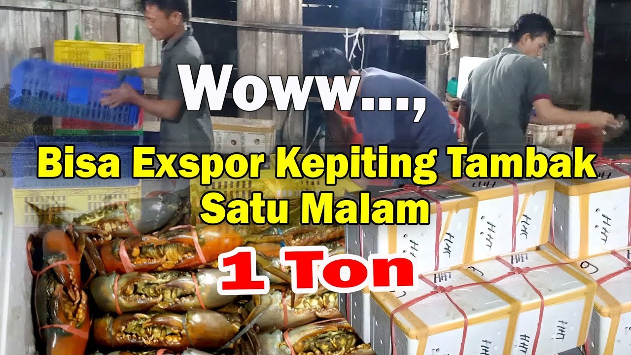 Melihat Proses Kepiting Tambak Sebelum di exspor ..