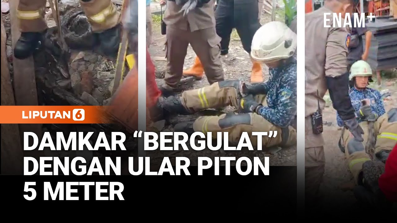 Piton 5 Meter Gegerkan Kenjeran, Damkar Turun Tangan | Liputan6