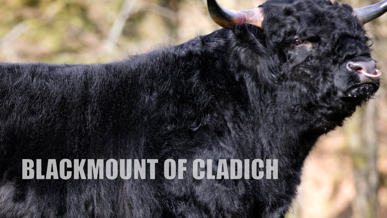 LOT 1 - BLACKMOUNT OF CLADICH - HIGHLAND BULL