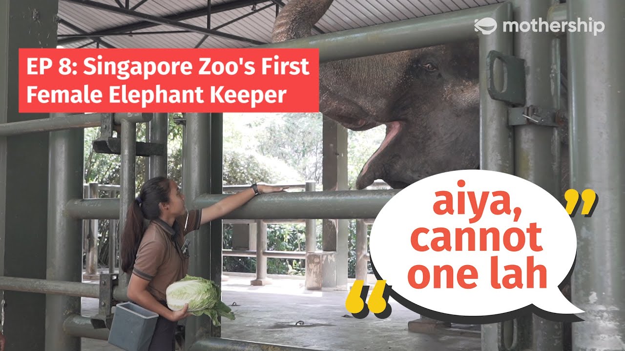 Singapore Zoo's first and only female elephant keeper