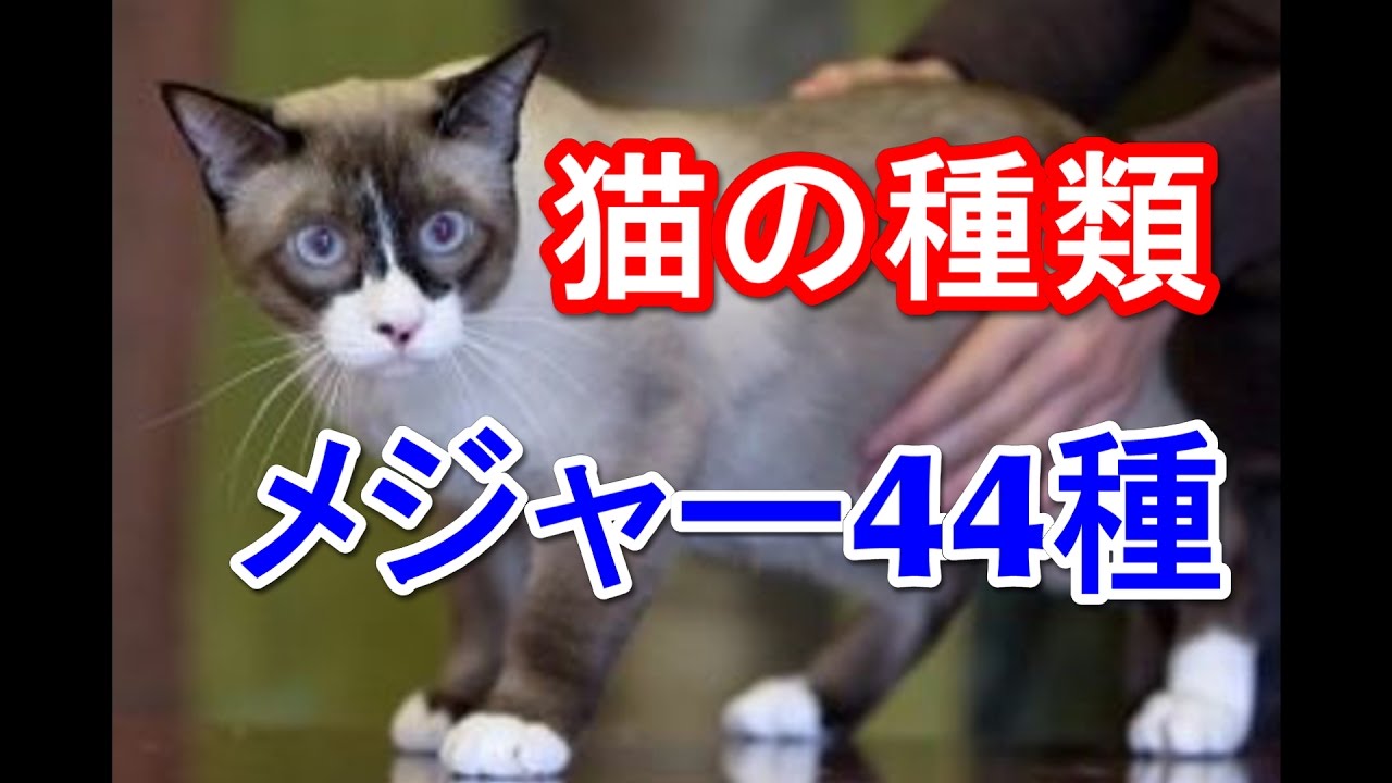猫の種類・メジャーな４４種