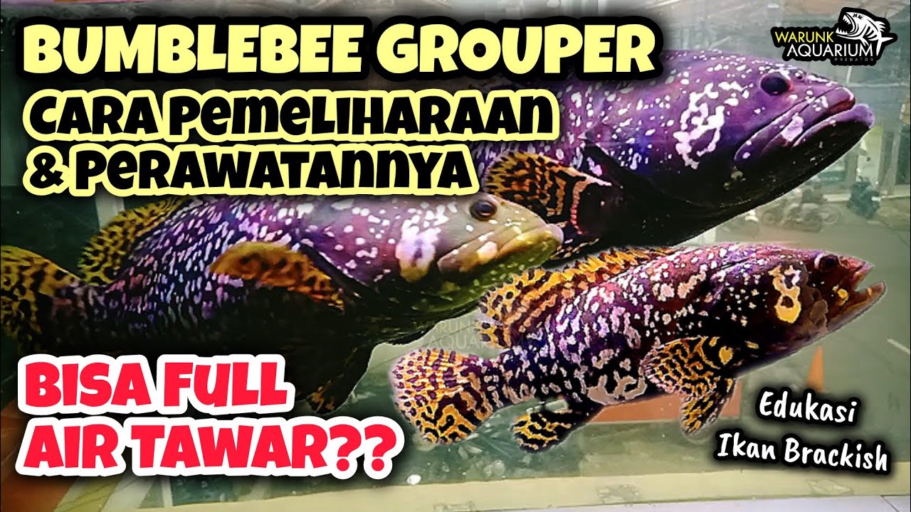 Cara Pemeliharaan & Perawatan Ikan Kerapu Emas Bumblebee Grouper BBG - Warunk Aquarium Official