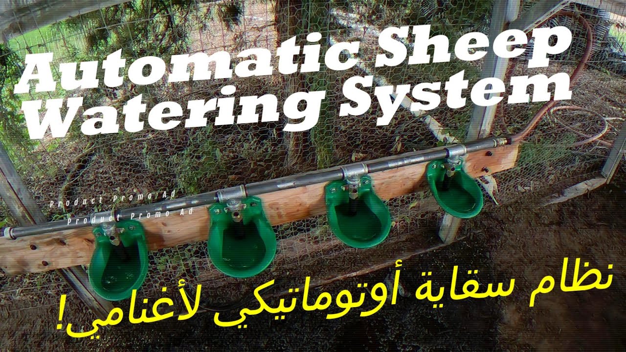 I Built an Automatic Water System for My Sheep! 🐑💧