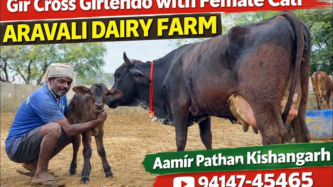Gir Cross Girlendo Cow with Female Calf | Aravali Dairy Farm Kishangarh | Aamir Pathan 94147-45465