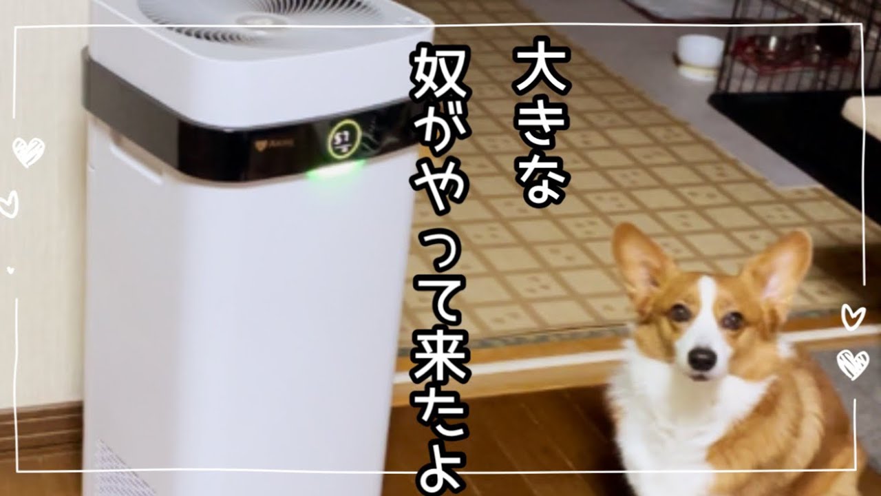 多頭飼いの臭い問題！空気清浄機を新しくしてみました