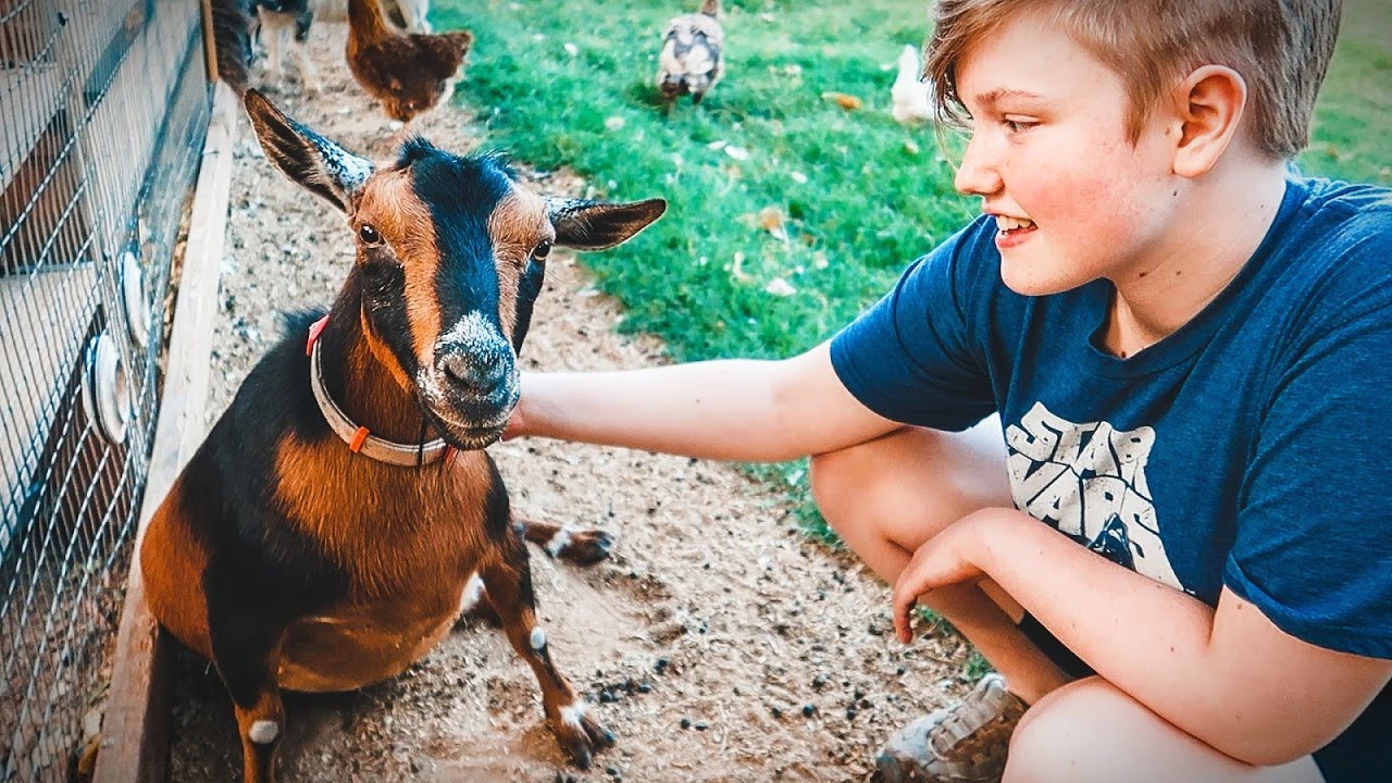 We broke up the GOAT FIGHT -- but she's injured.