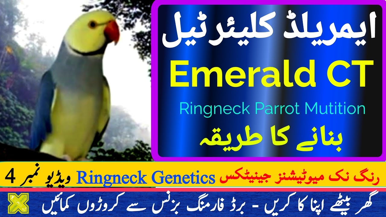 Emerald CT, Cleartail Mutation, Produce Yourself | Ringneck Genetics Video#4 | Emerald CH, Clearhead