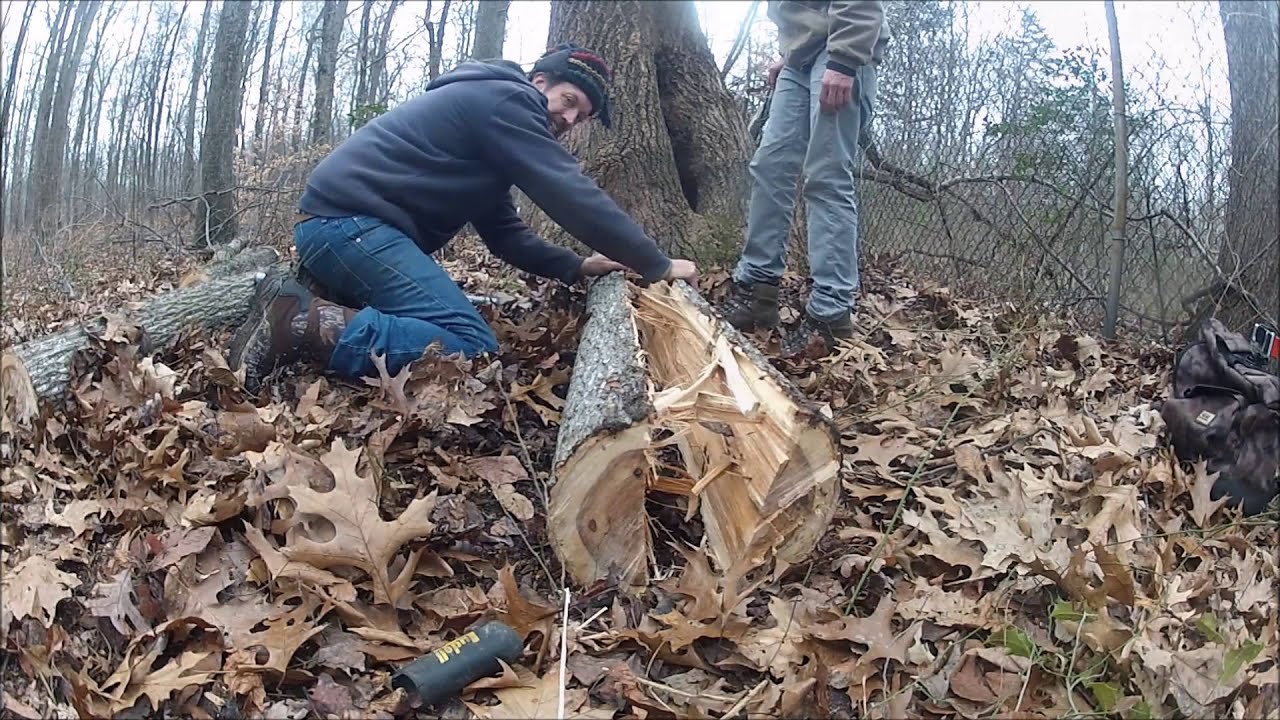 Traditional Bow Building - Part I - Harvesting The Bow Wood- Ancestral Knowledge