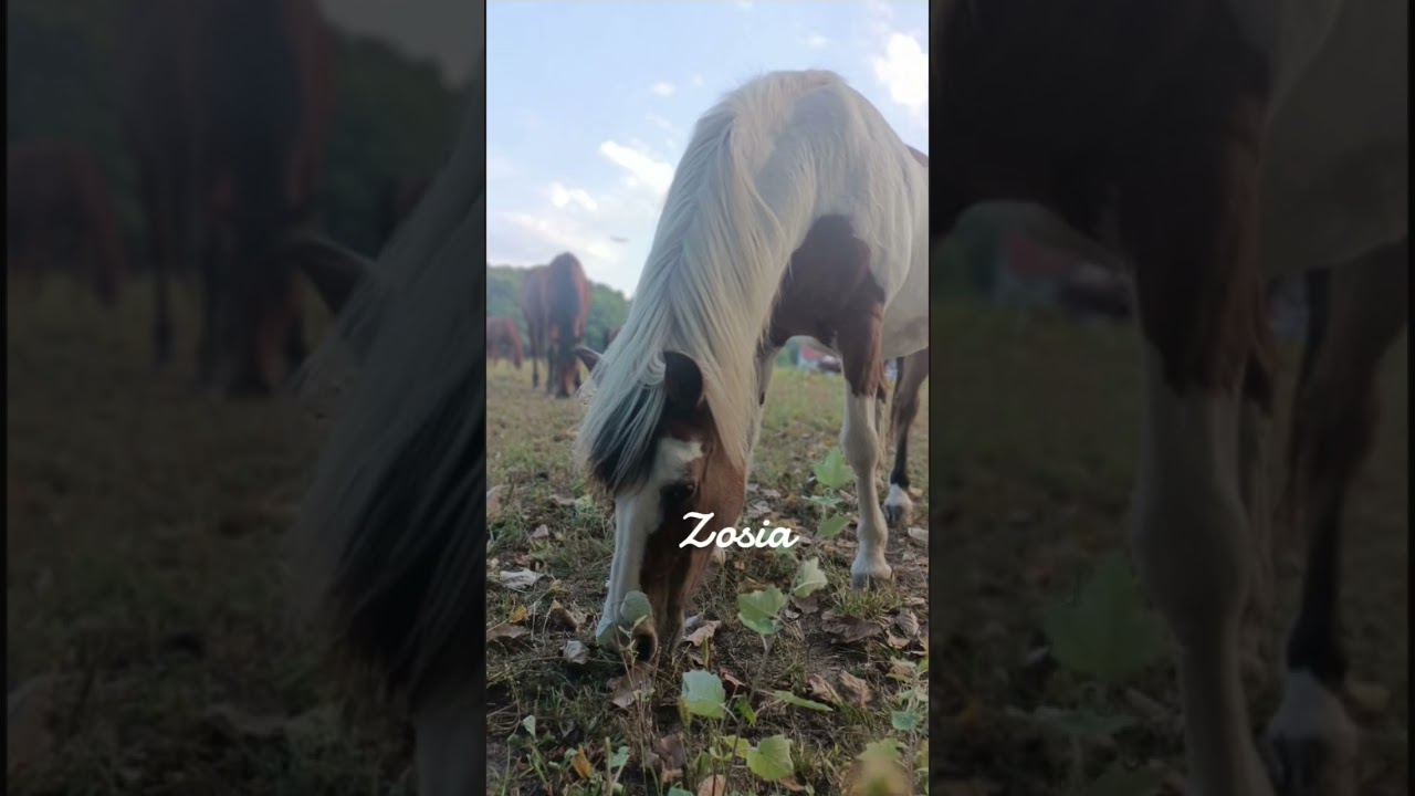Part 2? #music #horse #synthvibes #cute #equestrian #synthmagic #pony #synthlove #synthwavemagic