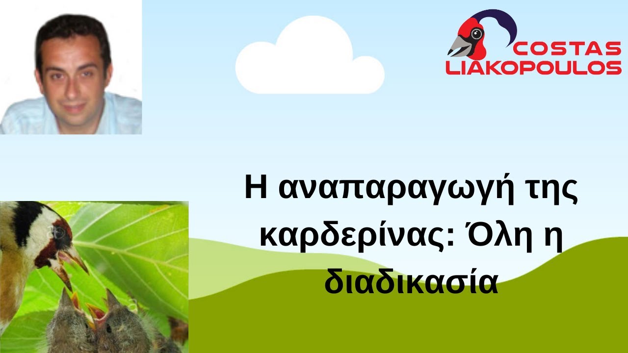 Η αναπαραγωγή της καρδερίνας: όλη η διαδικασία