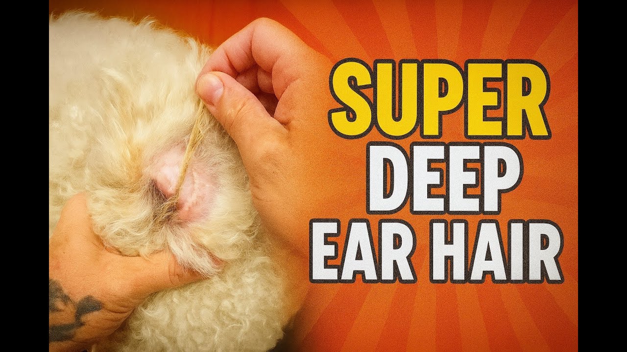 Surprisingly Deep Dog Ear Hair Pulling and Cleaning. Satisfying ASMR Dog Grooming DoggieStylesPOV 