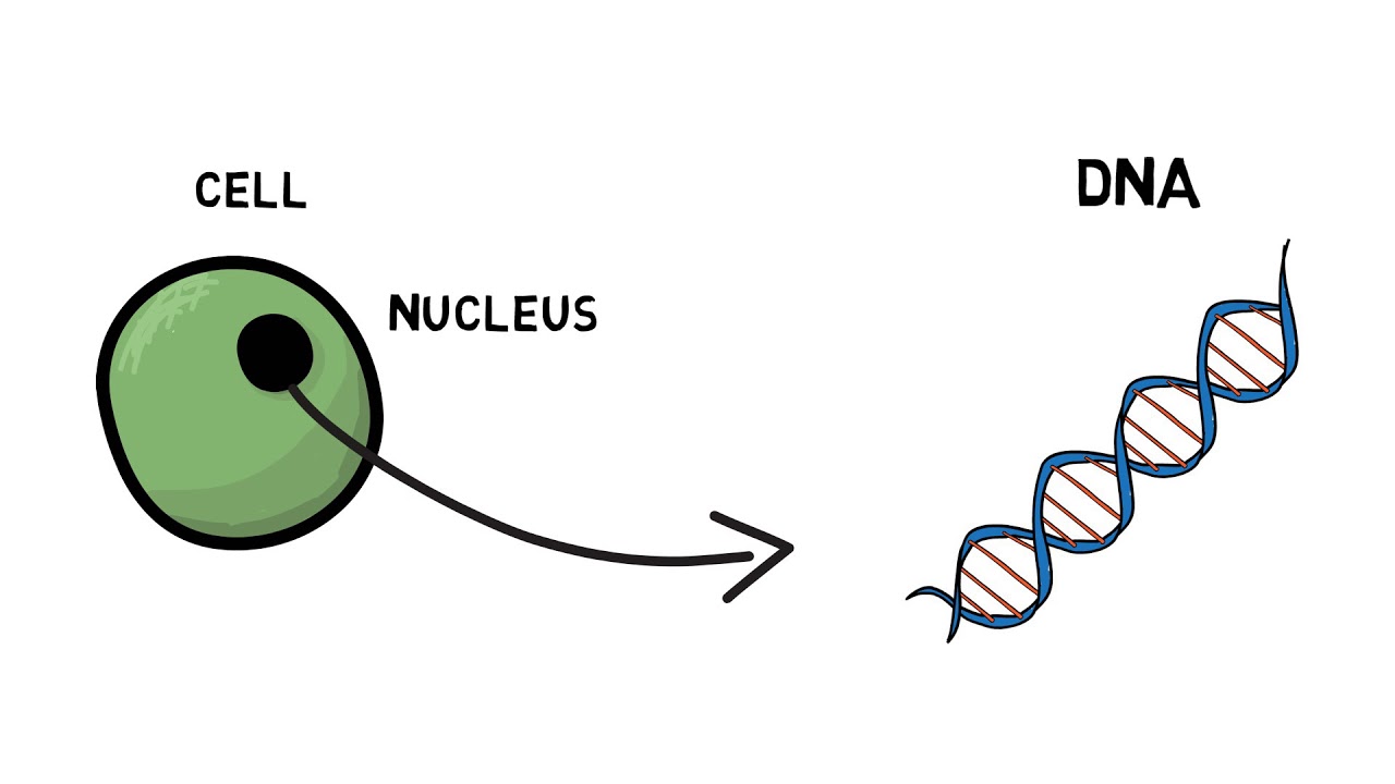 What is genetic testing?