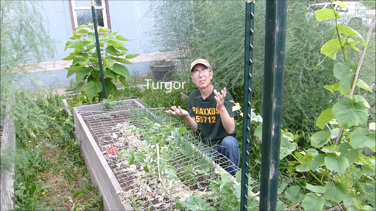 Extending Lettuce and Drought Proof Gardening