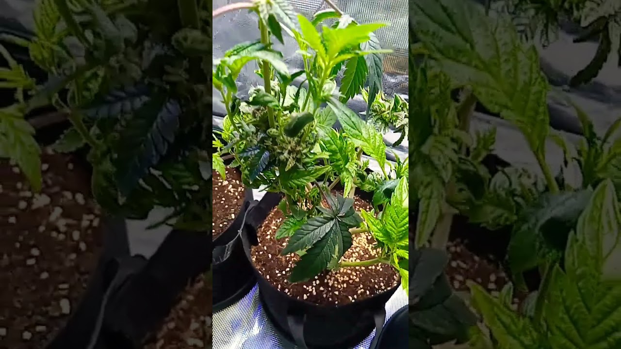 Daily Reveg Acapulco Gold #indoorgrowing #420 #za #cannabiseducation #gardening #growtips