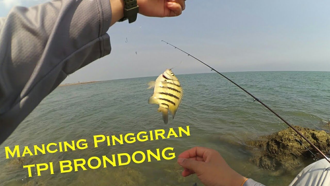 MANCING LIAR DI PINGGIRAN TPI BRONDONG , LAMONGAN, DAPAT IKAN KARANG CANTIK